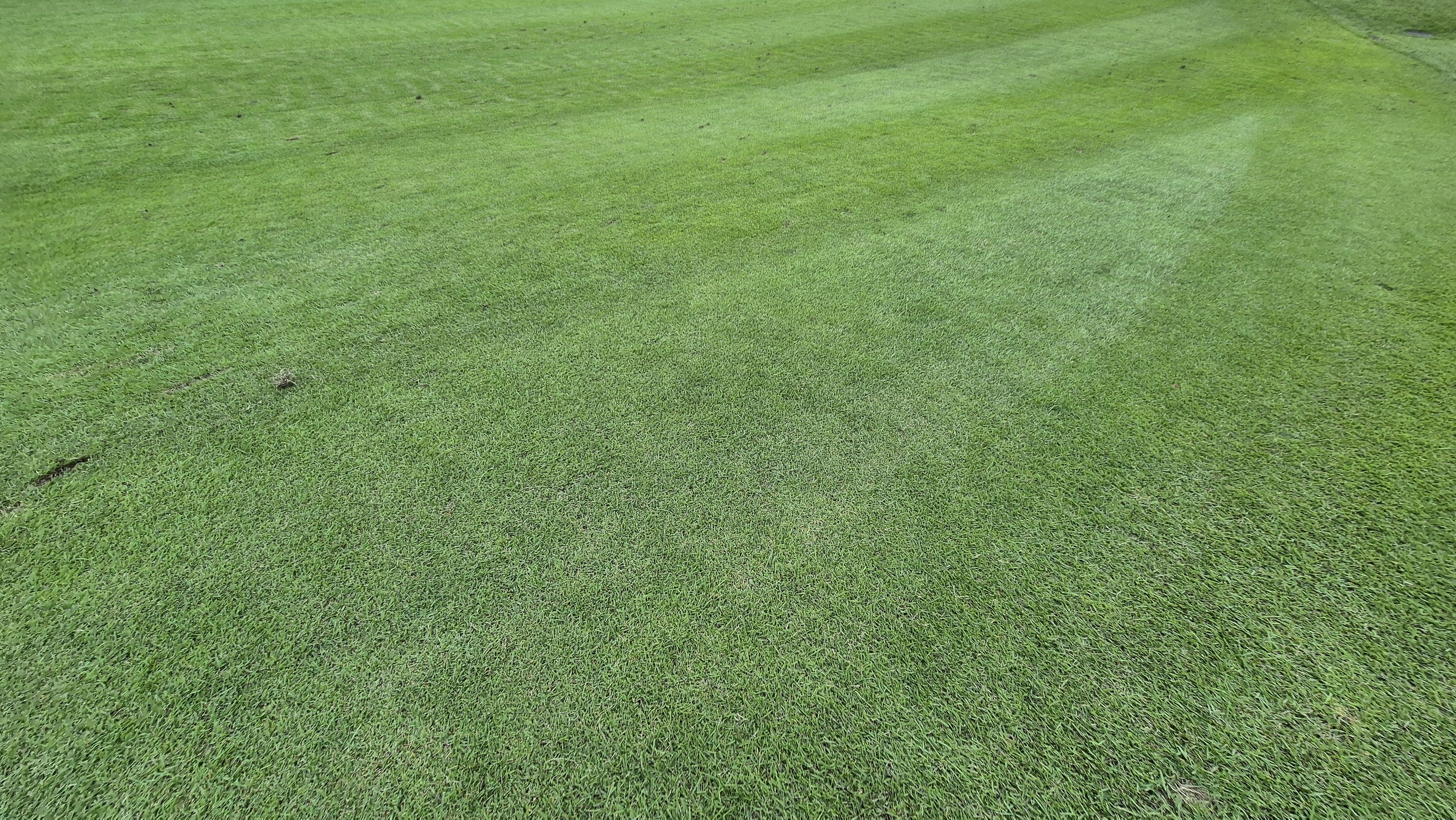 오크힐스cc 코스관리 상태