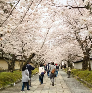 향긋한 미나리 독성 및 거머리 걱정 끝! 과학적 원리로 풀어낸 완벽 세척 가이드