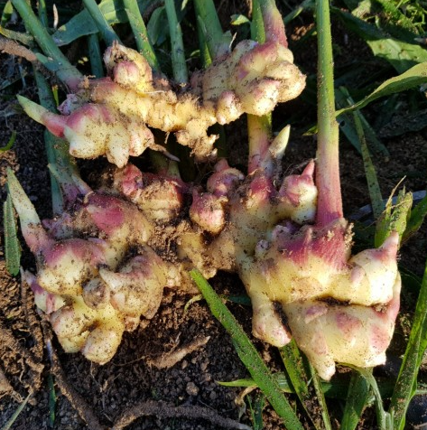 안동 생강&amp;#44; 생강청 