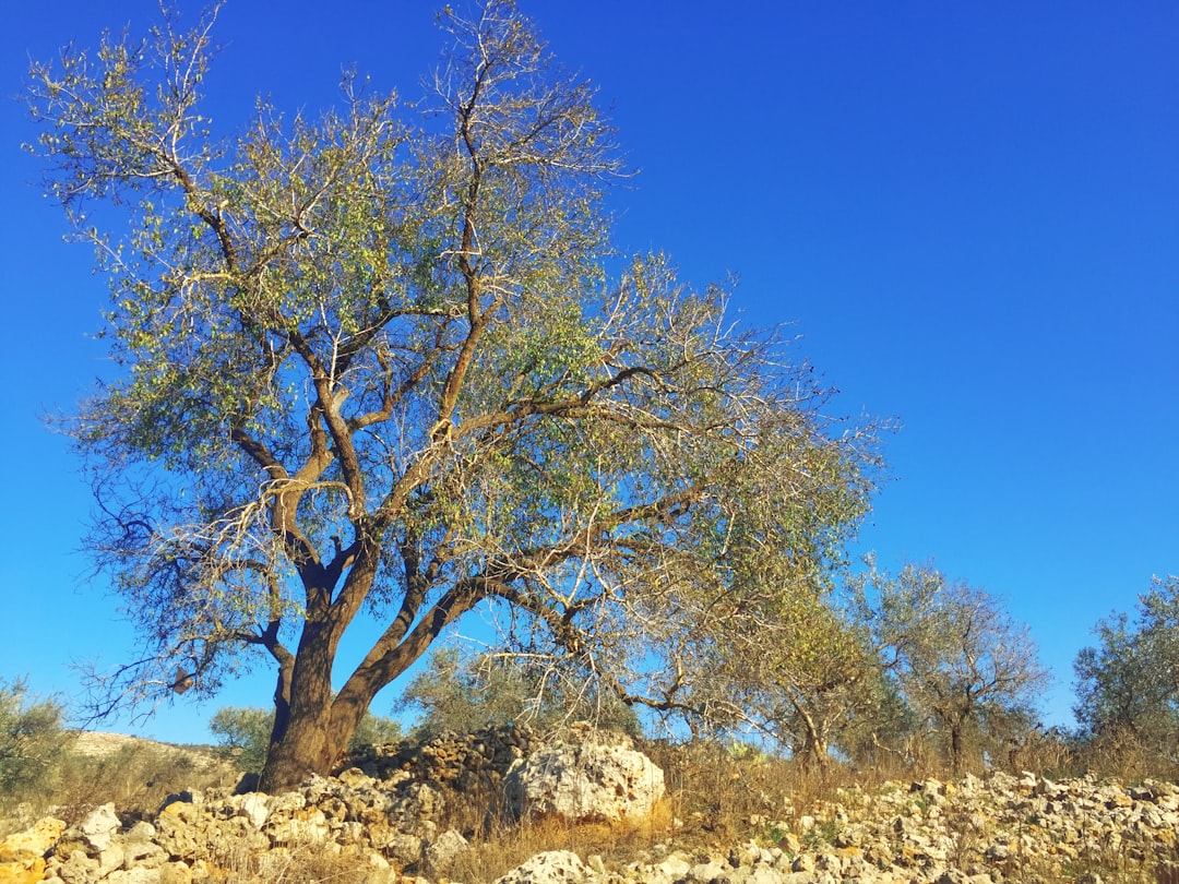 Beta-glucan