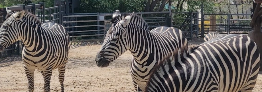 과천 서울대공원1