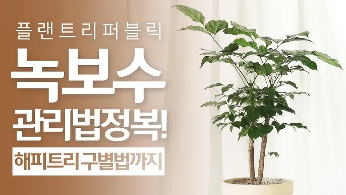 녹보수 물주기 광량관리 환기요령 비료주기 침실 거실 추천_4