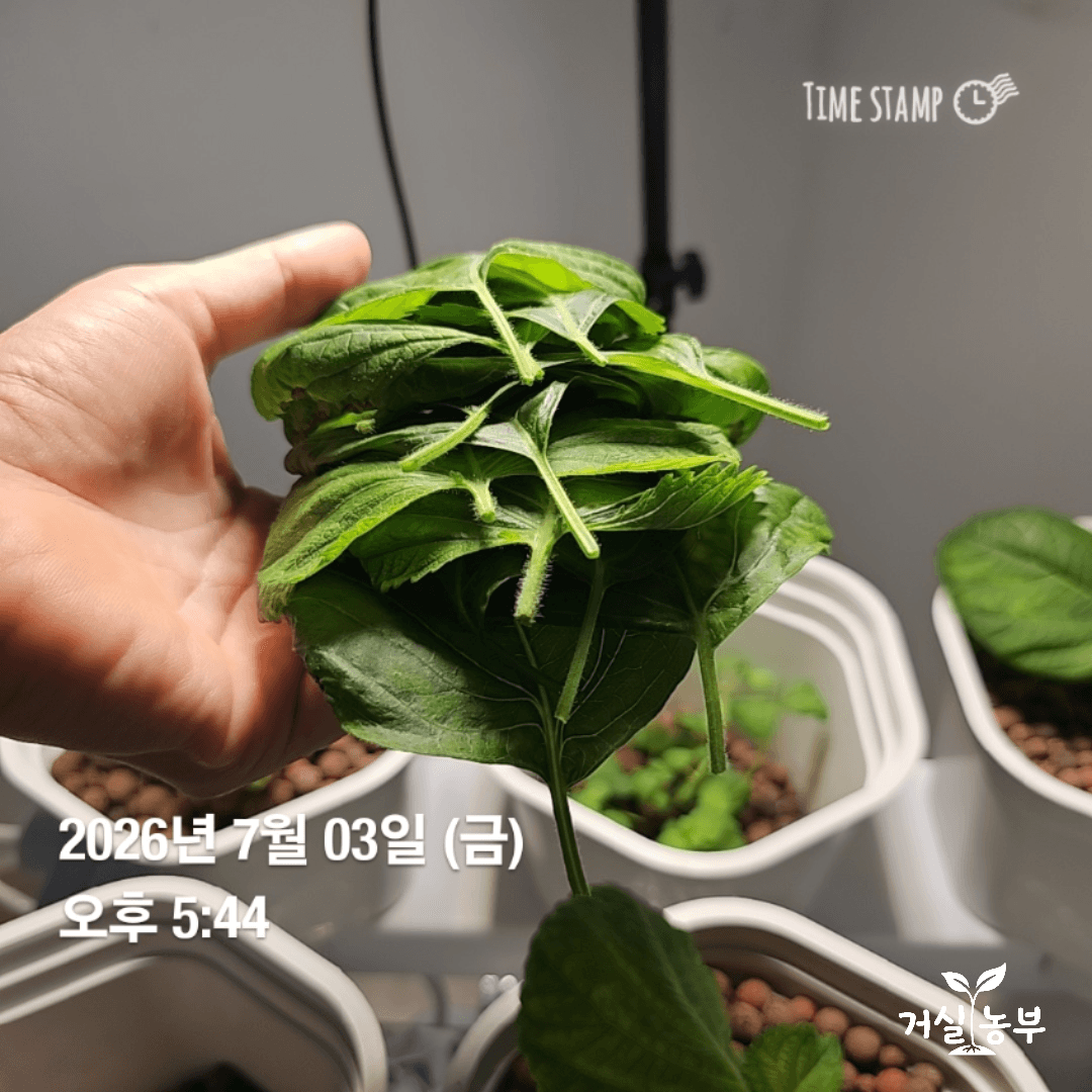 수경재배 깻잎 3포기에서 세 번째로 수확한 깻잎