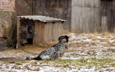 여행자를 위한 국가별 유기동물 상식 가이드