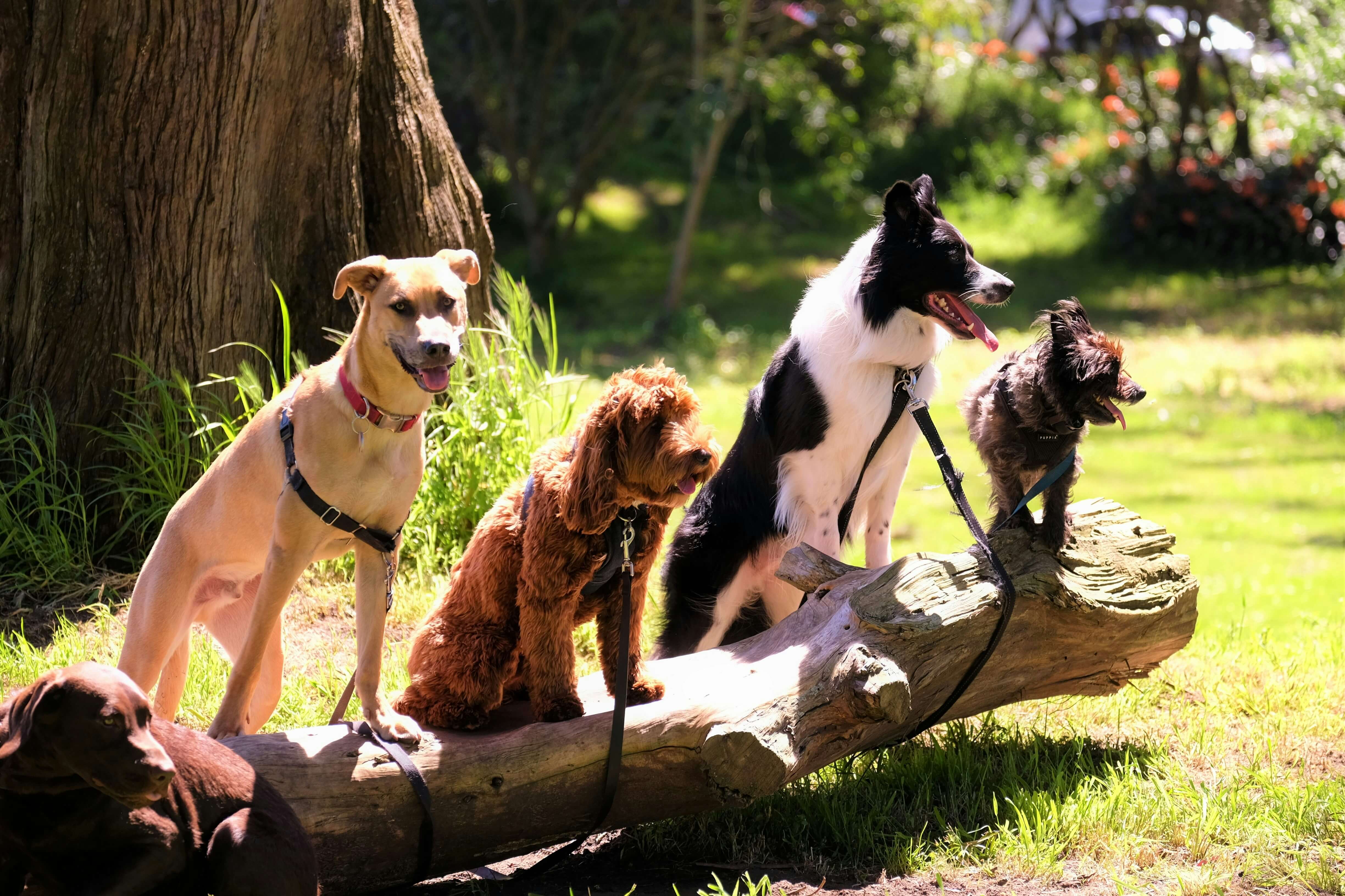 KB손해보험, 금쪽같은 펫보험