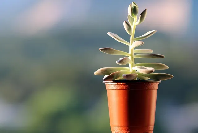 다육이 물주기 환기요령 일조량관리 여름과 겨울 관리법_9