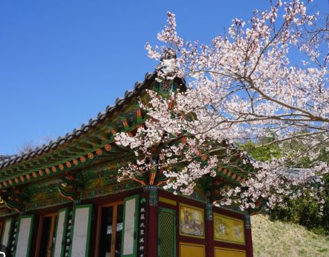 양양 벚꽃