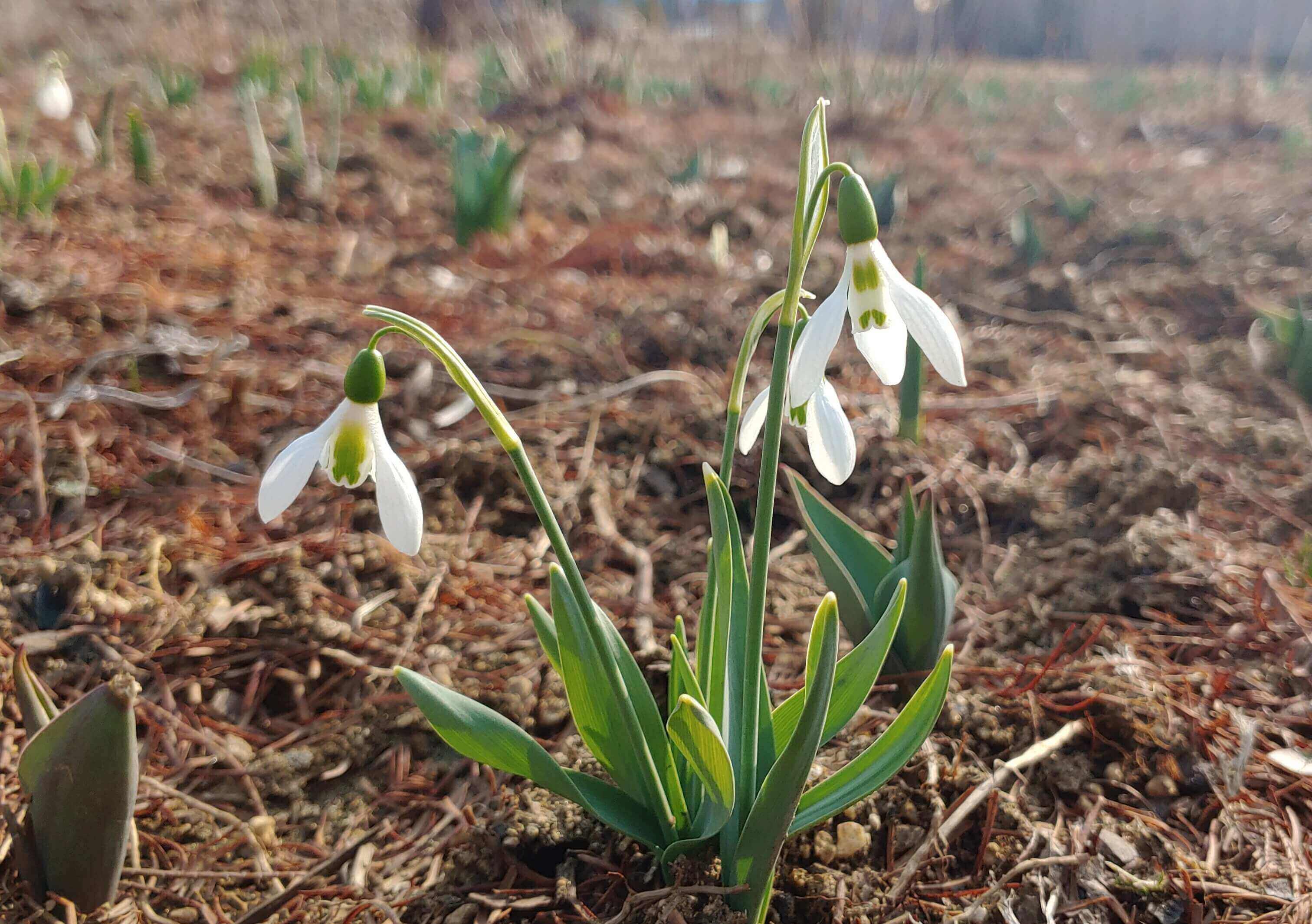 설강화의 생태적 특징과 상징적 의미