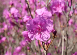 2025년 진달래 개화시기