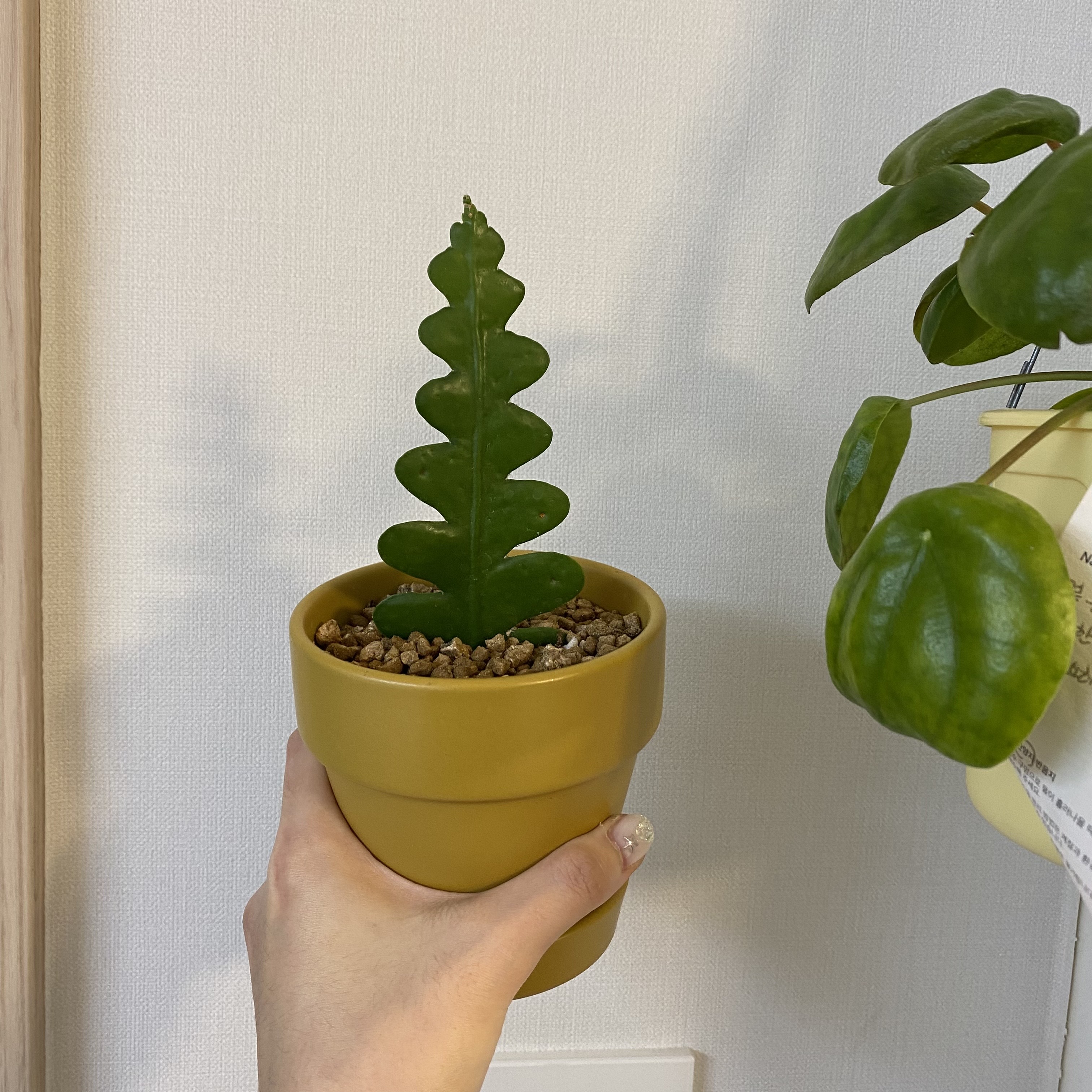 분갈이한 피쉬본