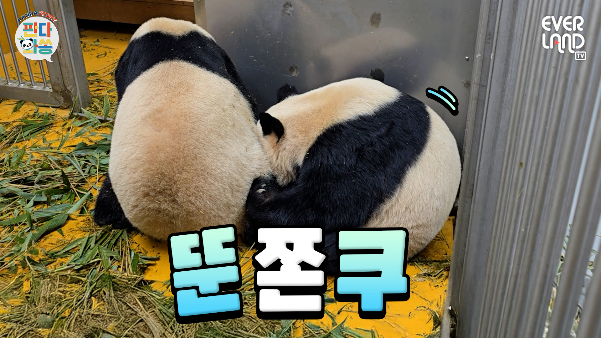 요즘 대세는 사랑스러운 뚠쫀쿠🐼｜#판다와쏭 #241