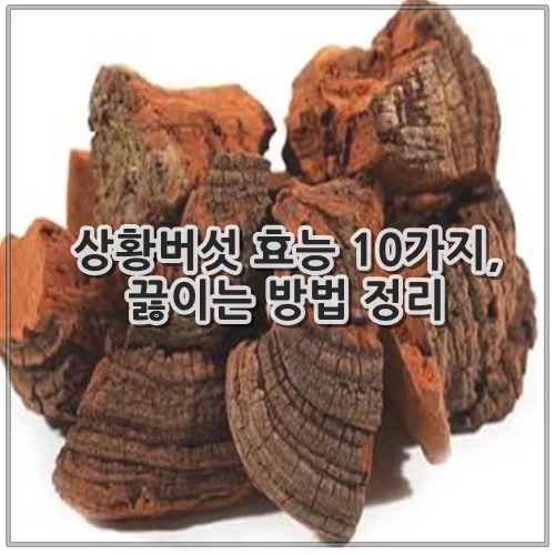 상황버섯 효능 10가지, 끓이는 방법 정리