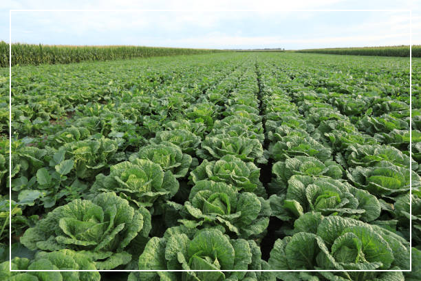 절임배추 사전예약