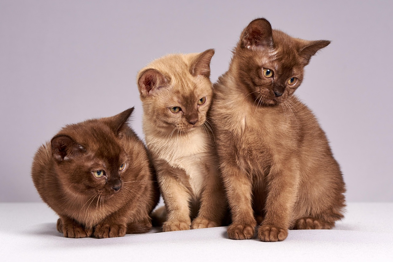 🐾 베란다 반려동물 공간 꾸미기 &amp;#124; 사랑과 배려가 머무는 작은 쉼터