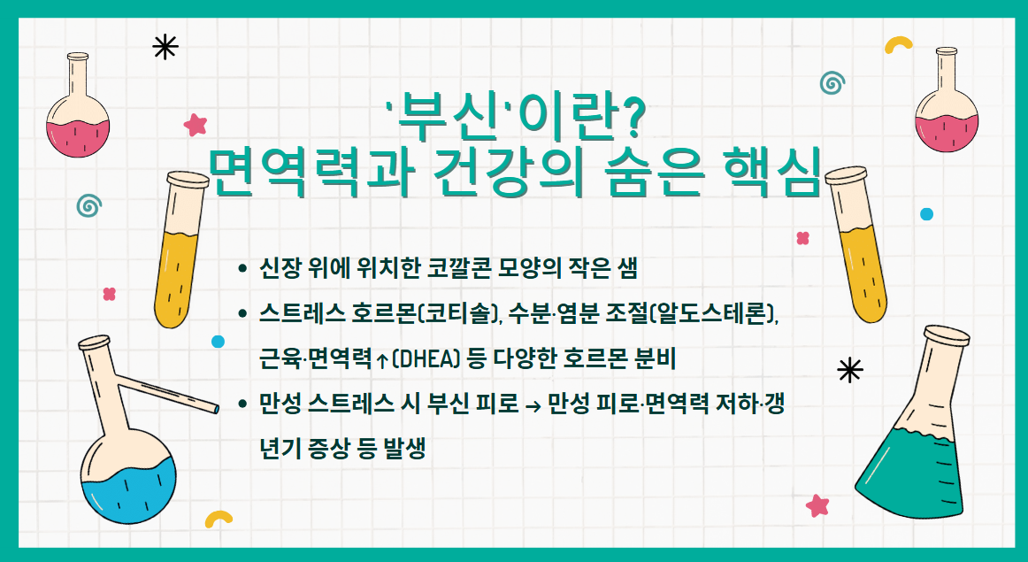 '부신'이란? 면역력과 건강의 숨은 핵심