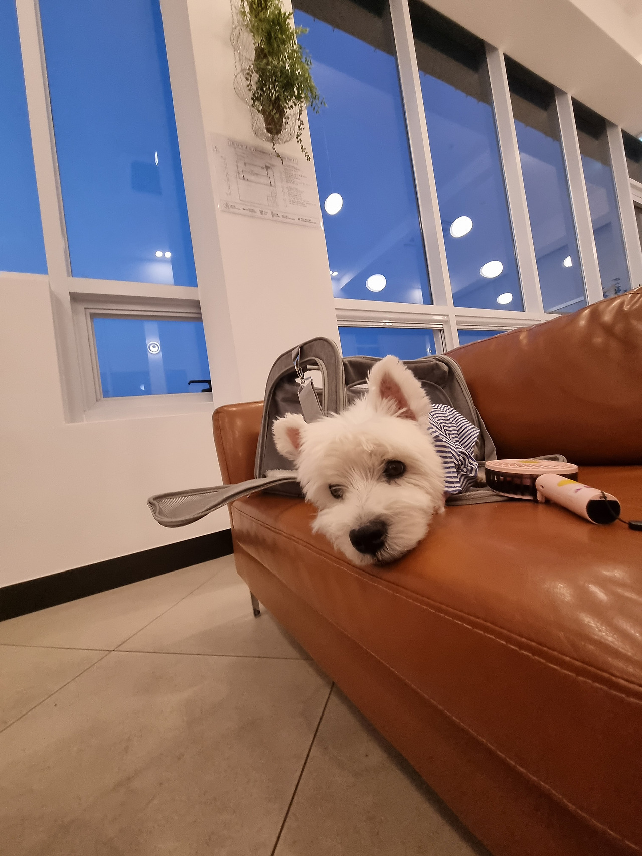 애견 이동장
