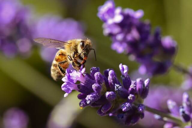 러브버그 퇴치 완벽 가이드