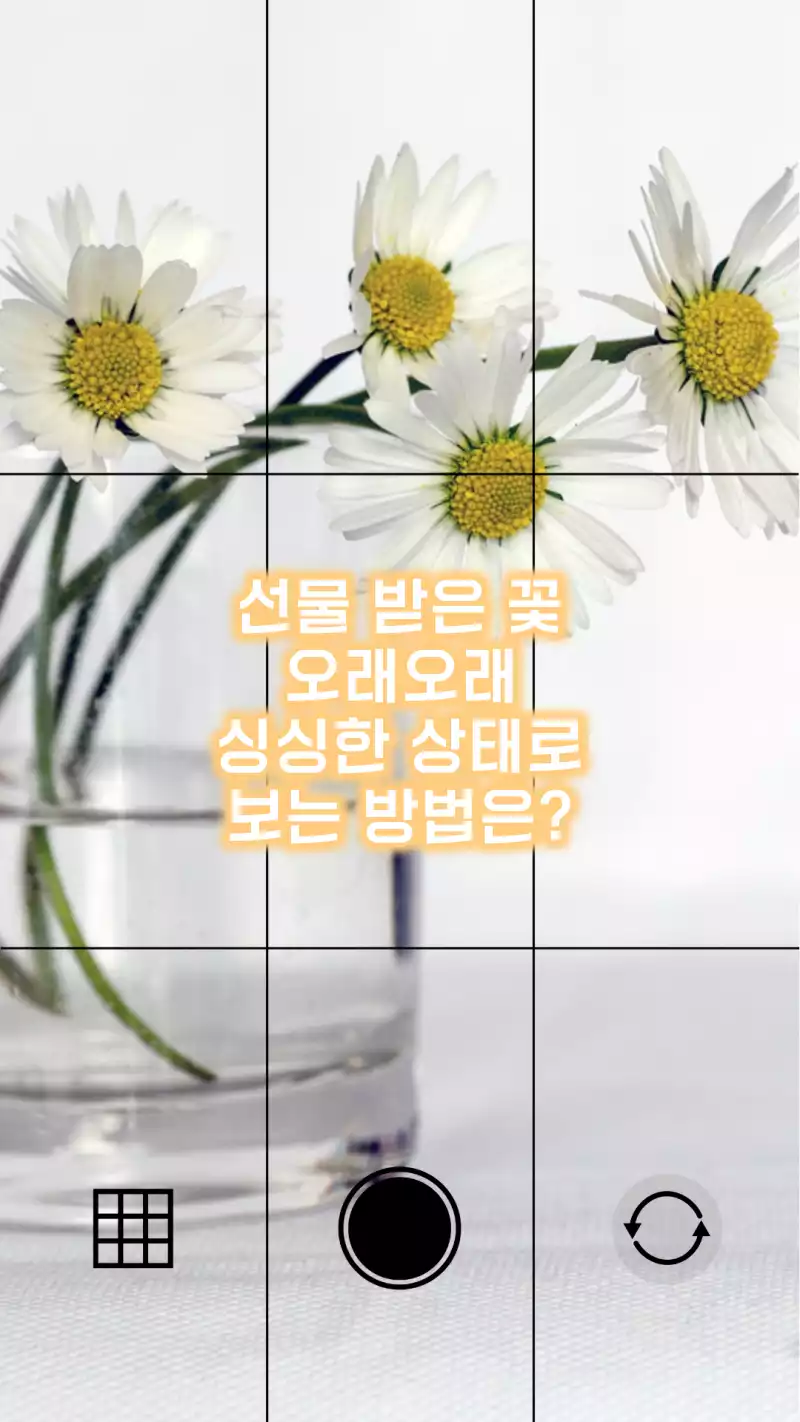 선물 받은 꽃 잘 보관하는 방법