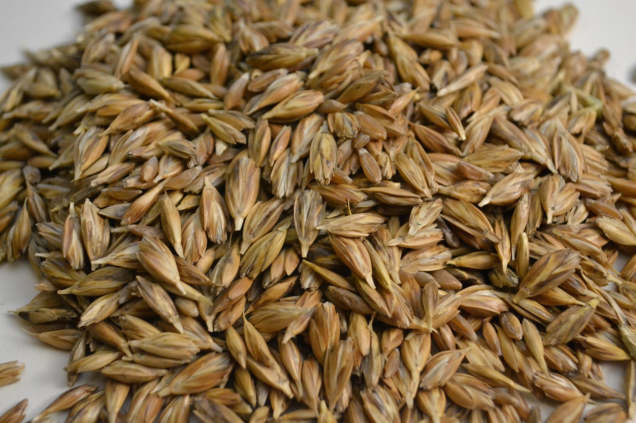 고대 곡물이 현대인 건강에 좋다고? 요즘 핫한 ‘파로’의 모든 것! 🌾