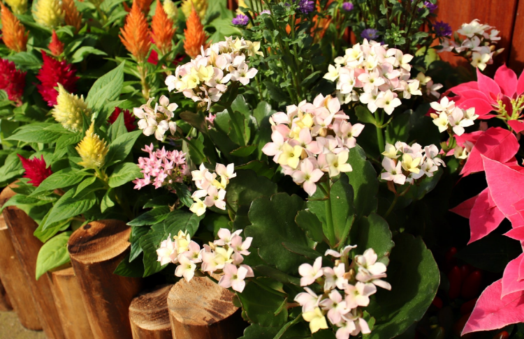 부천호수식물원 수피아