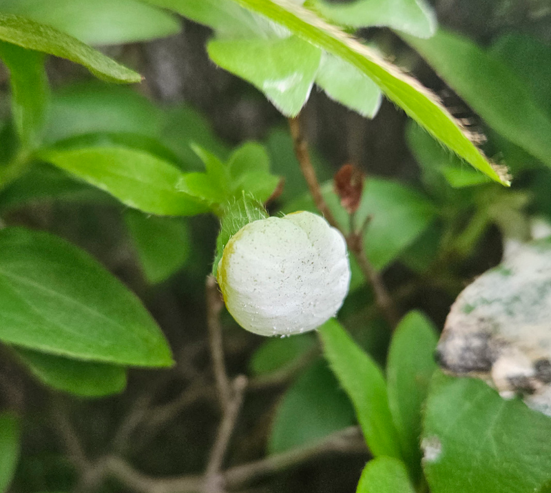 철쭉류 떡병3