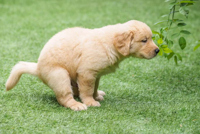 똥을 싸려고 하는 개.