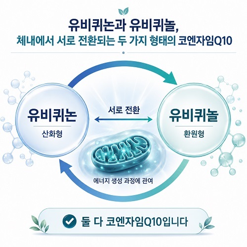 유비퀴논과 유비퀴놀이 몸속에서 서로 전환되는 과정