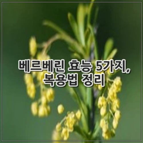 베르베린 효능 5가지, 복용법 정리