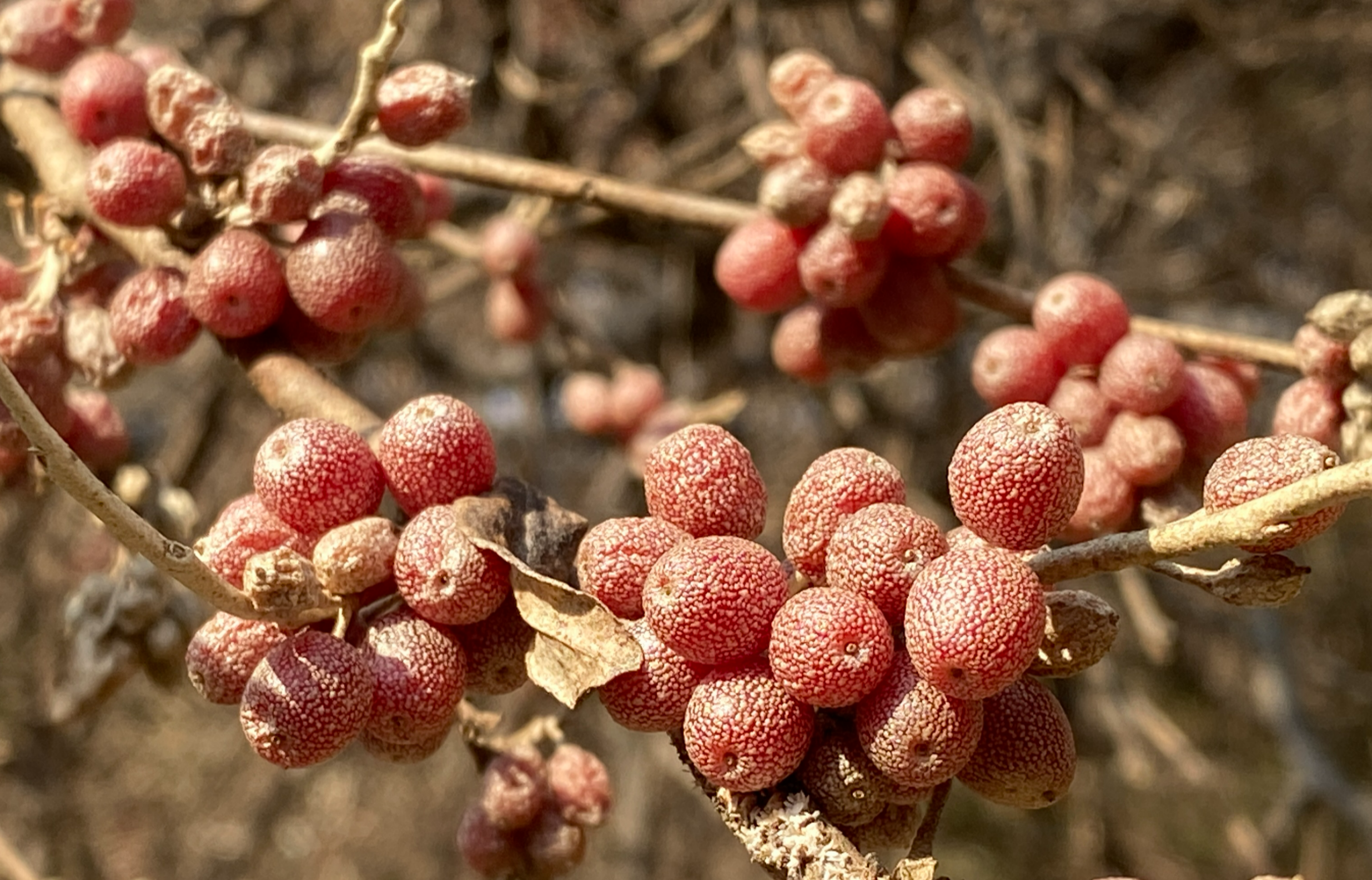 보리수나무 열매1