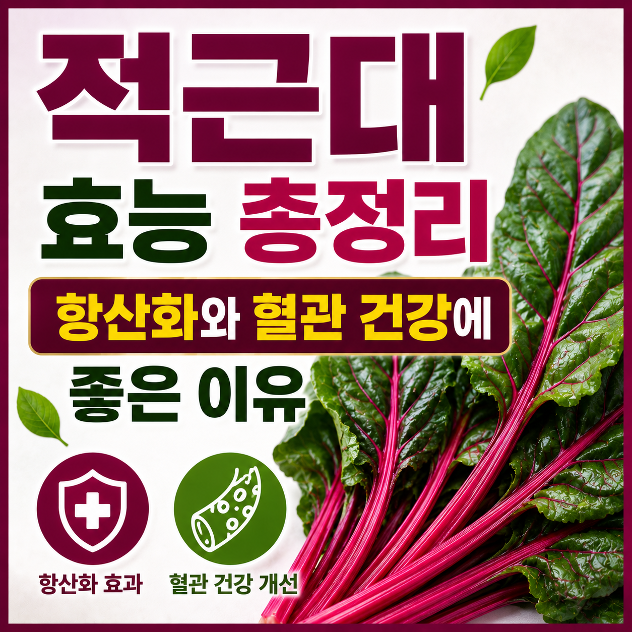 적근대 효능