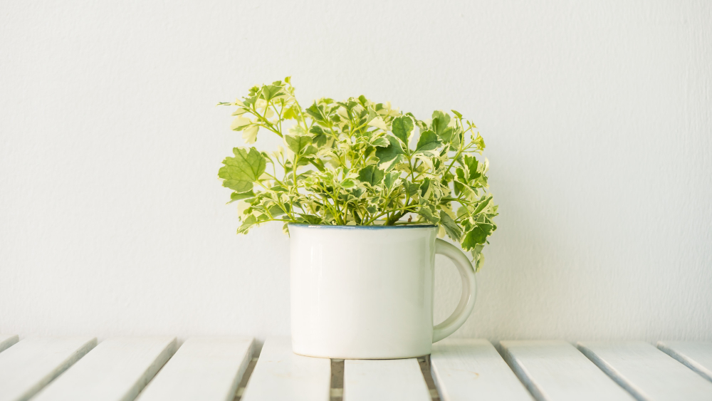 못 쓰는 컵과 그릇으로 반려식물 감성화분 만들기 (일상 속 업사이클링)