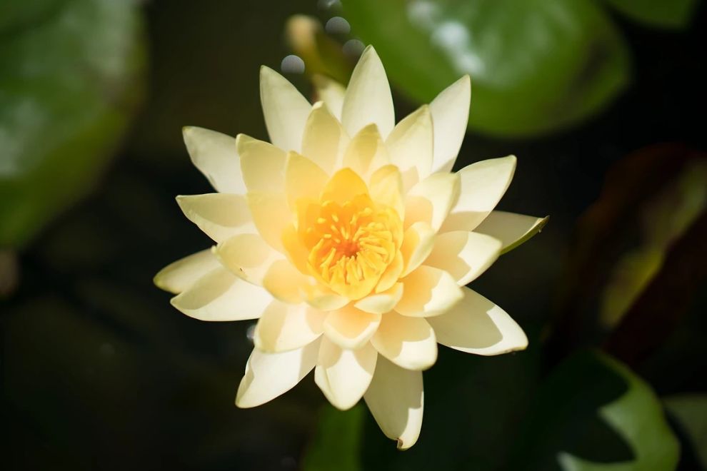 한림공원 부겐빌레아 축제