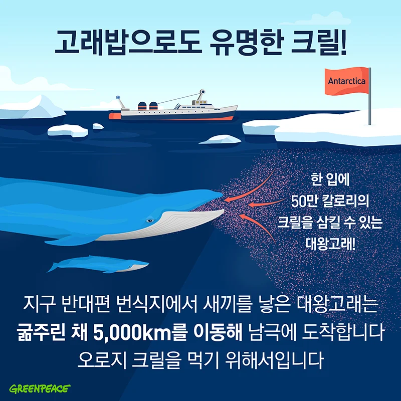 크릴오일 구입
