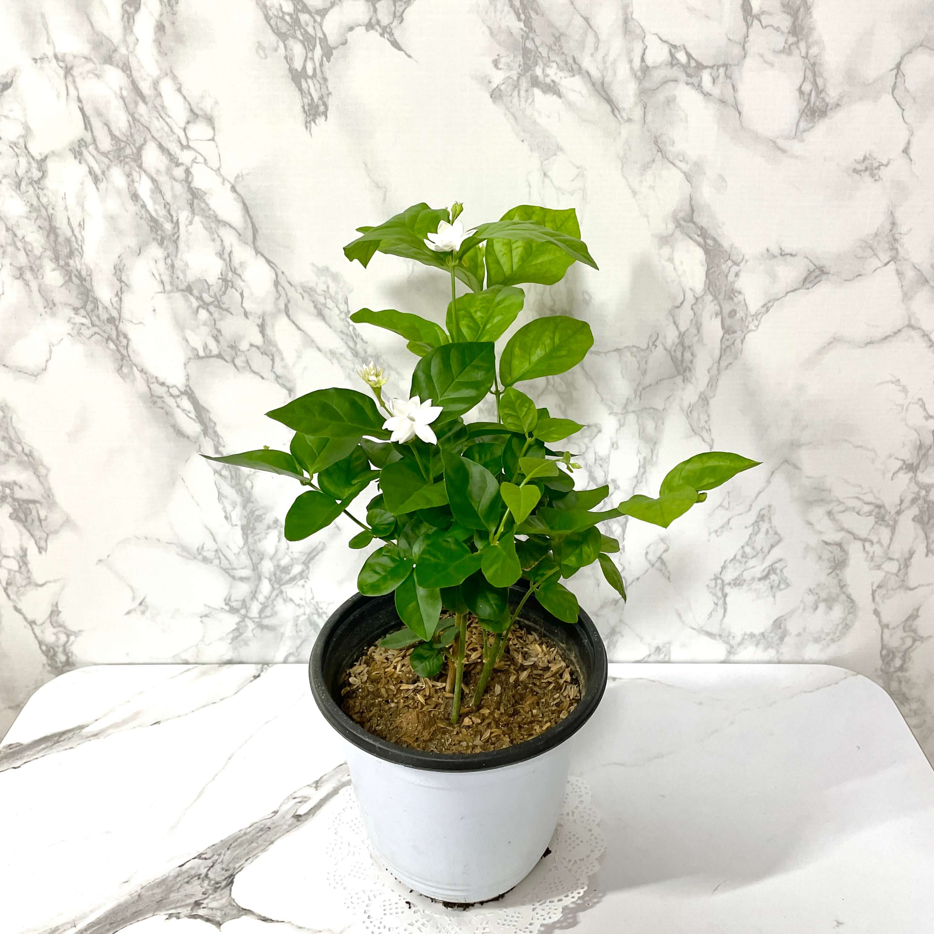 아라비안 자스민 키우기