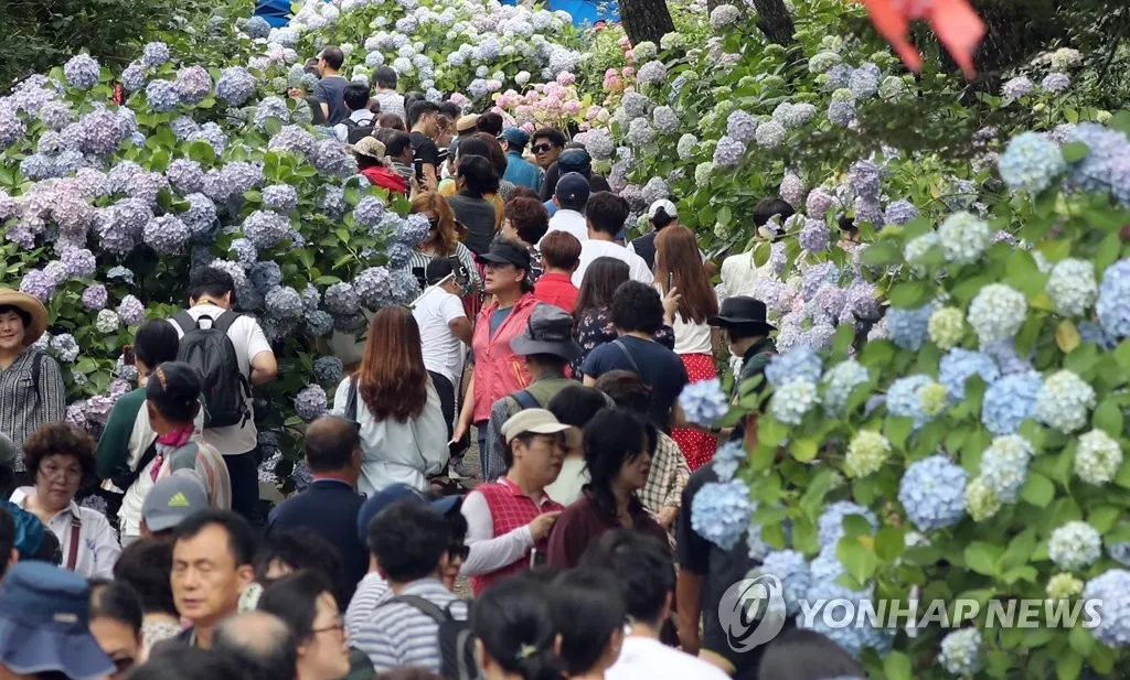 태종대 수국축제 일정 위치 주차팁 꿀정보 정리_8