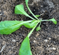 김장 배추 모종 심는 시기