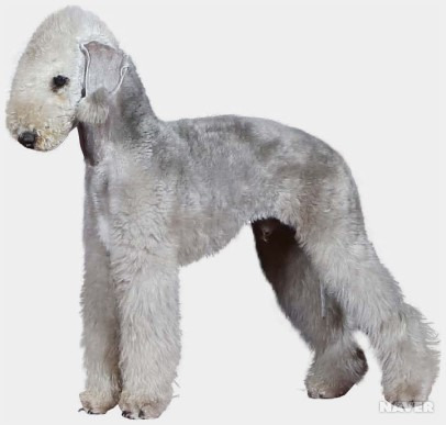 ▲ 강아지 종류 및 품종별 특징 총정리: 나에게 맞는 반려견 고르는 법 (사진 : 네이버 지식백과)