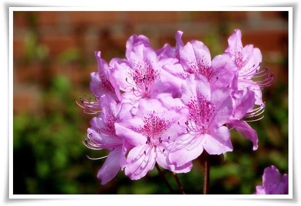 "철쭉" 봄을 수놓는 붉은 유혹, 당신이 몰랐던 화려한 비밀의 꽃!