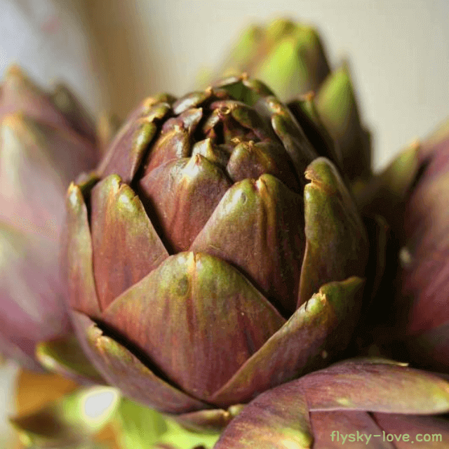 채소의 여왕 아티초크