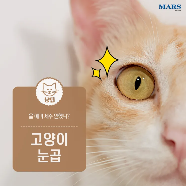 &amp;quot;고양이