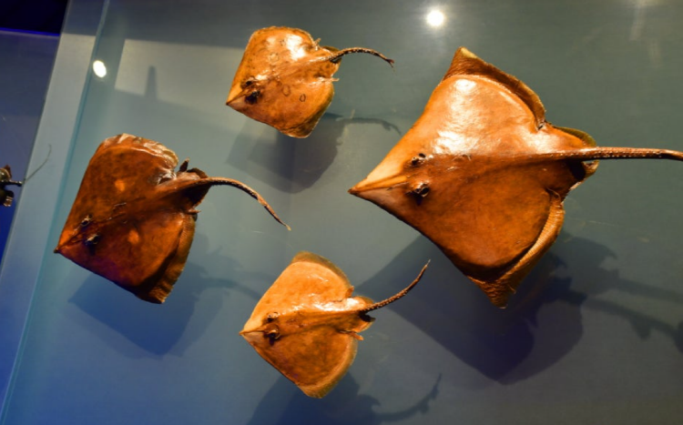 국립해양생물자원관