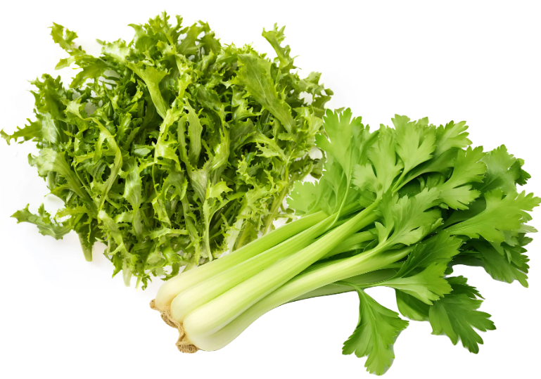 치커리 vs 셀러리