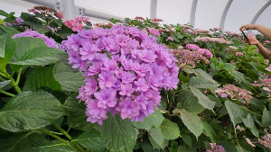 용인 자작나무숲 수국축제