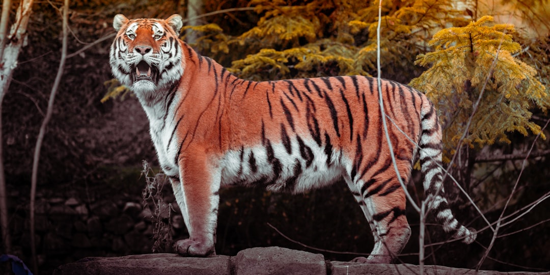 KIA Tigers