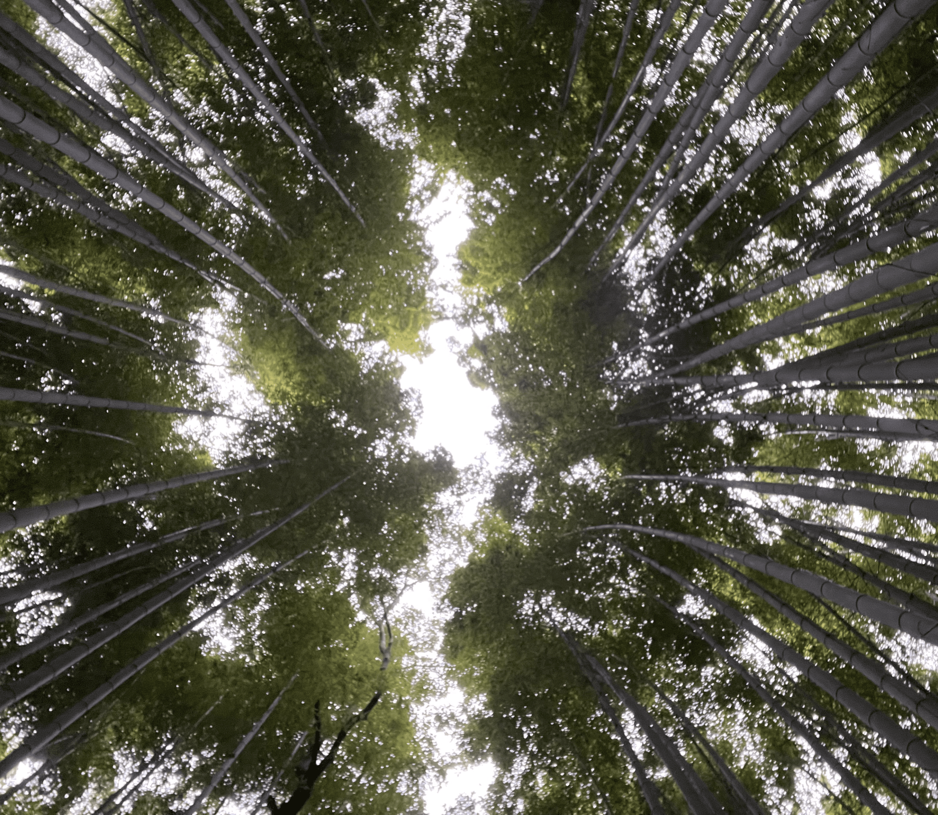 교토역 2박 3일 코스 아라시야마 치쿠린 대나무 숲