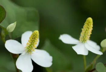 어성초 효능 효과 및 영양성분, 부작용