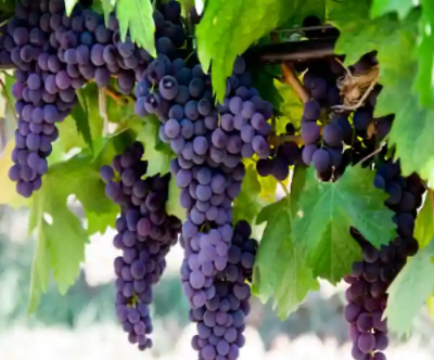 통풍에 좋은 음식 해로운 음식, 증상