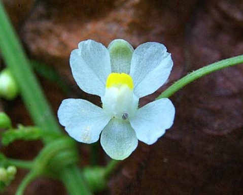 가을에 피는 꽃 풍선덩굴