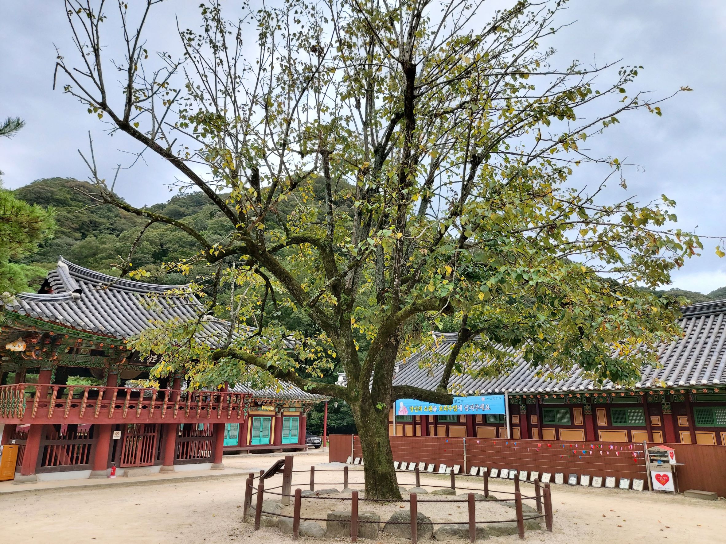 장성 백양사 보리수나무