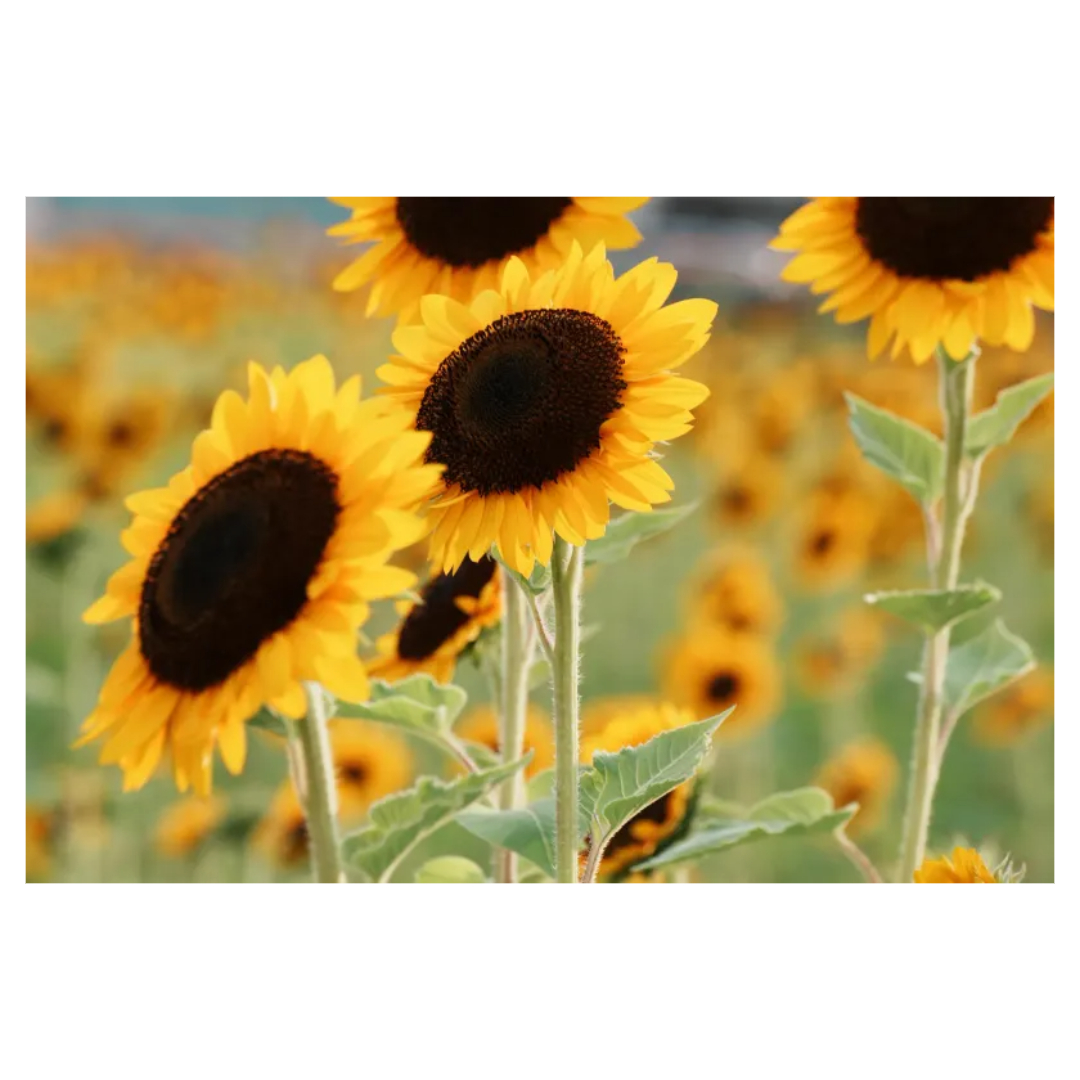 맥문동과 관련된 사진입니다.